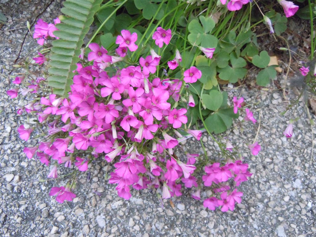 Oxalis articulata